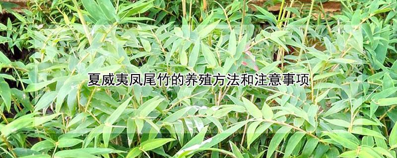 夏威夷凤尾竹的养殖方法和注意事项 夏威夷竹子的养殖方法和注意事项
