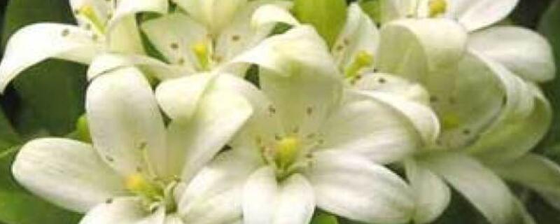 芸香花怎么养（芸香可以室内养吗）