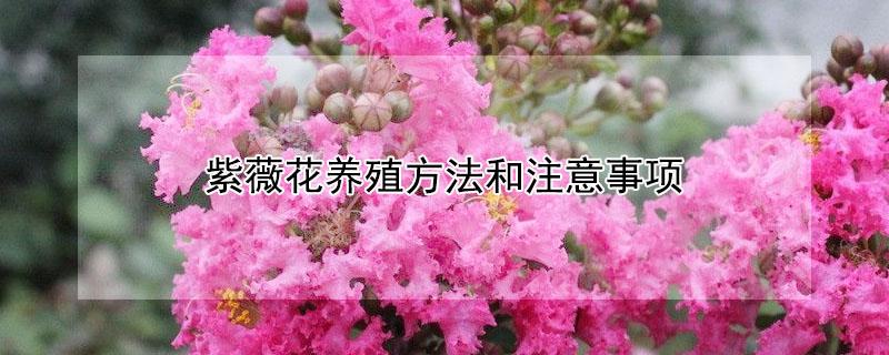 紫薇花养殖方法和注意事项 紫薇花的养殖方法