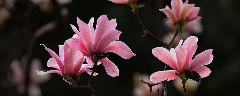 旱莲叶子发黄怎么办(旱莲花叶子黄了怎么办?)