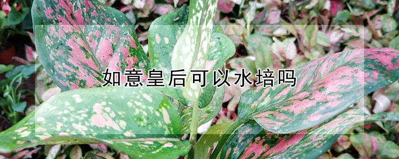 如意皇后可以水培吗 水培如意皇后的养殖方法