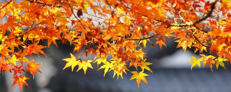 黄金枫盆栽养殖方法（黄金枫盆景图片）