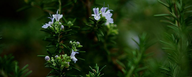 迷迭香长虫子怎么办 迷迭香长虫了怎么办
