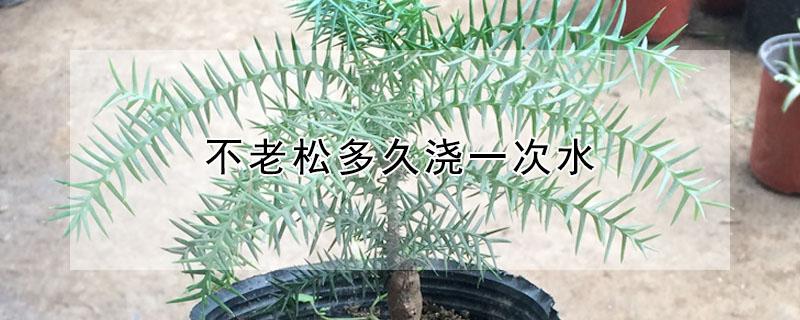 不老松多久浇一次水 不老松多长时间浇一次水
