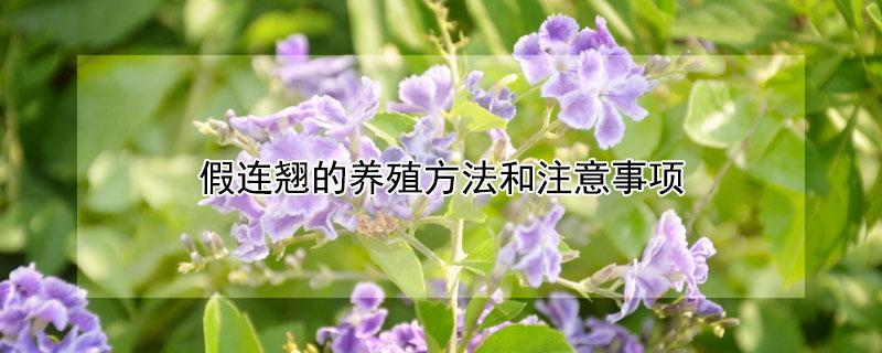 假连翘的养殖方法和注意事项 假连翘如何繁殖