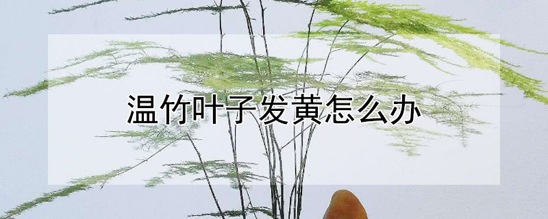 温竹叶子发黄怎么办 温竹的叶子发黄是什么原因,文竹的叶子i黄是什么原因