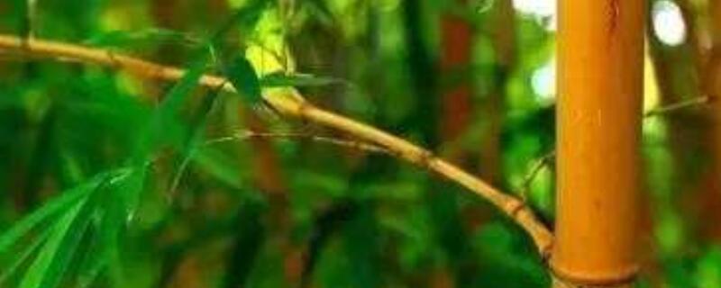 多彩竹怎么养 七彩竹怎么养