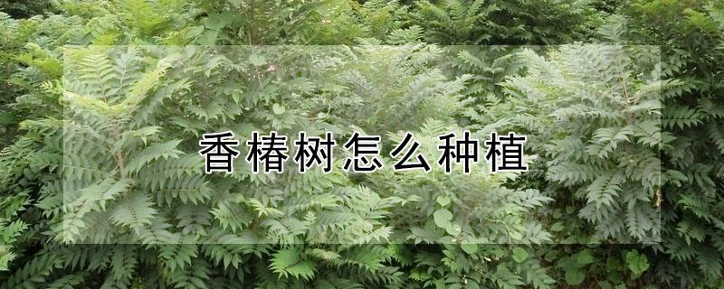 香椿树怎么种植（矮化香椿树怎么种植）