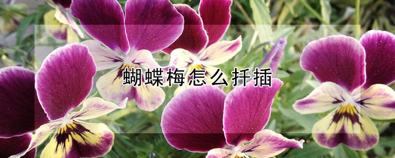 蝴蝶梅怎么扦插 蝴蝶梅怎么扦插才能成活