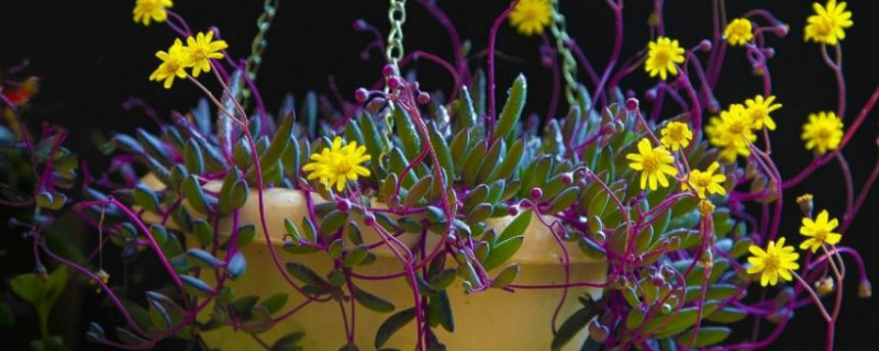 紫玄月夏天可以暴晒吗（紫玄月夏天好养吗）