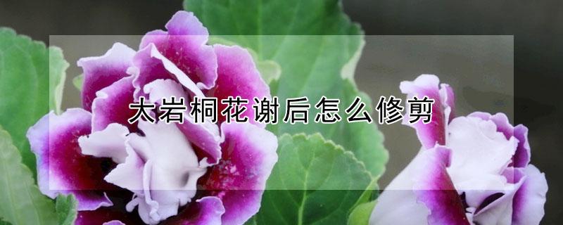 大岩桐花谢后怎么修剪 大岩桐花开过了怎么修剪