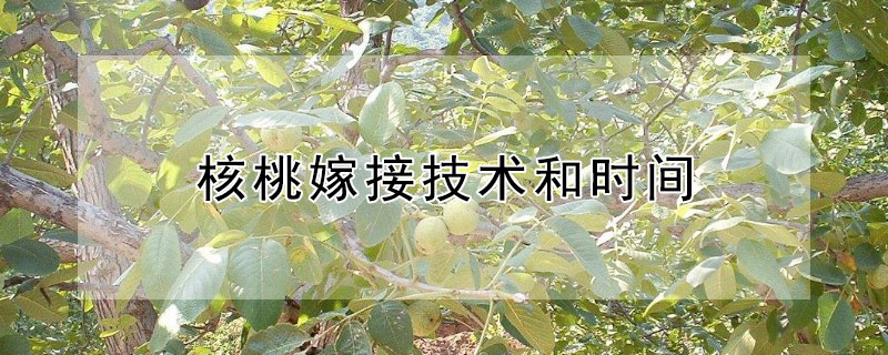 核桃嫁接技术和时间(核桃的嫁接技术和嫁接时间)