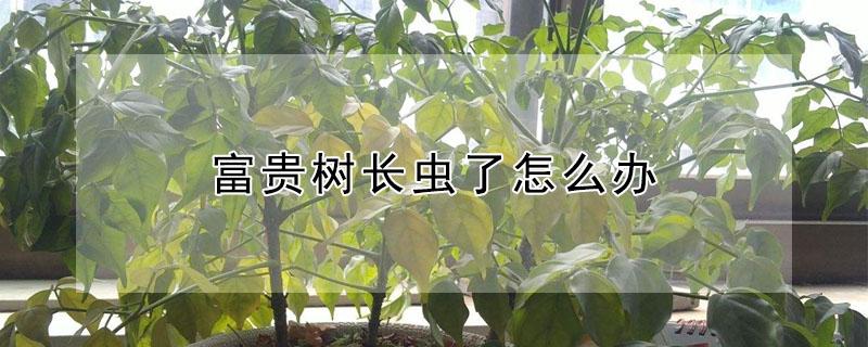 富贵树长虫了怎么办 大富贵树有虫怎么办