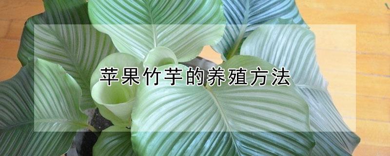 苹果竹芋的养殖方法（苹果竹芋的养殖方法和注意事项）