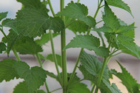 藿香盆栽怎么长得快