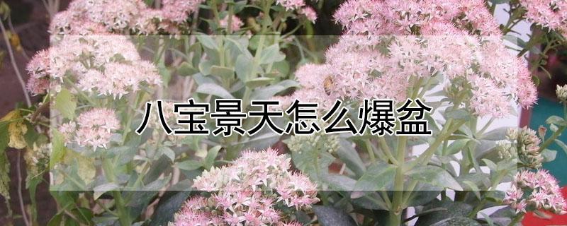 八宝景天怎么爆盆 八宝景天花的养殖方法