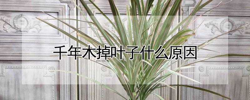 千年木掉叶子什么原因 千年木掉叶子怎么回事