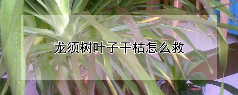 龙须树叶子干枯怎么救 龙须树树枝干枯怎么办