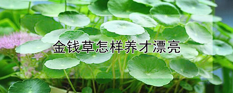 金钱草怎样养才漂亮（金钱草好养）
