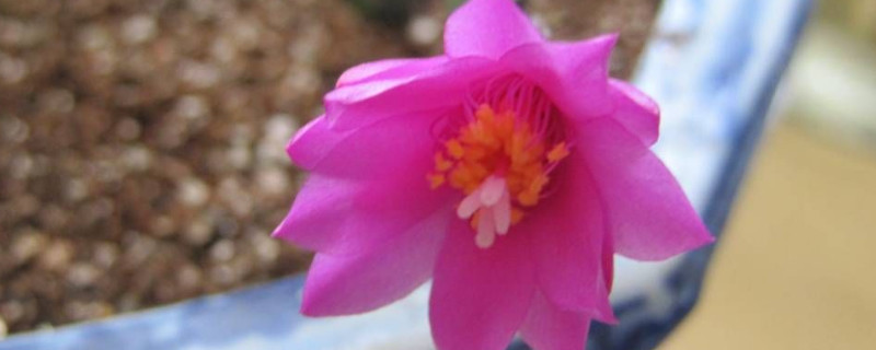 落花之舞如何种植 落花之舞的养殖方法