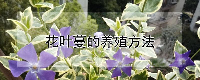 花叶蔓的养殖方法（花叶蔓怎么繁殖图解）