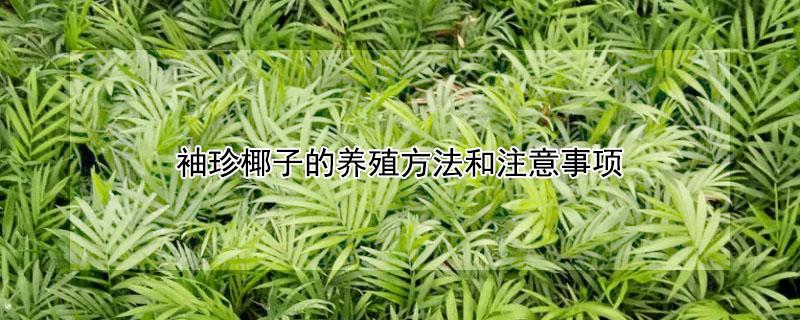 袖珍椰子的养殖方法和注意事项 水培袖珍椰子的养殖方法和注意事项