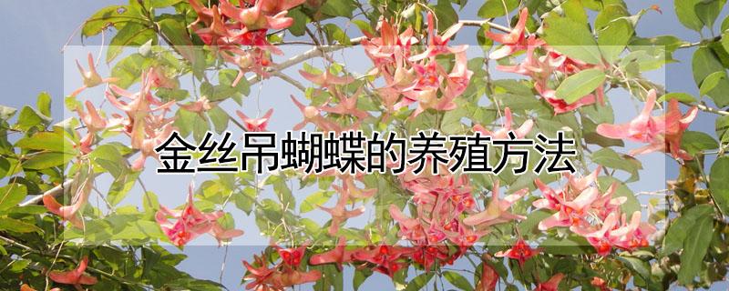 金丝吊蝴蝶的养殖方法 金丝吊蝴蝶的养殖方法和注意事项