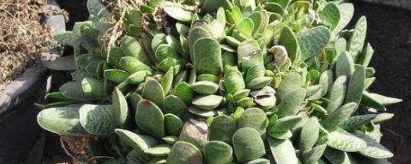 多肉子宝怎么爆盆(多肉子宝开花吗)