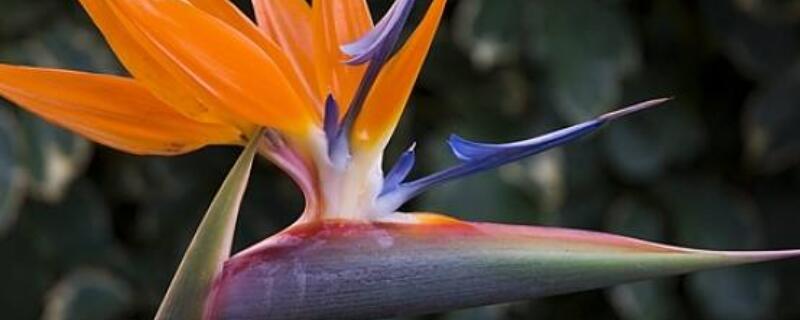 鹤望兰如何长侧芽 鹤望兰怎么才能长侧芽