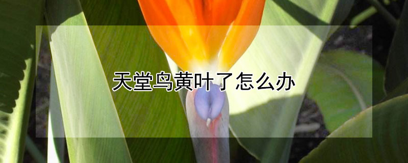 天堂鸟黄叶了怎么办 天堂鸟出现黄叶怎么办