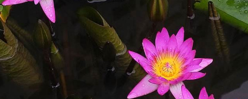 睡莲几天换水一次 睡莲每天要换水吗