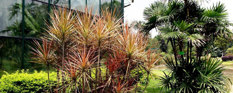 千年木的种植方法 千年木栽种方法