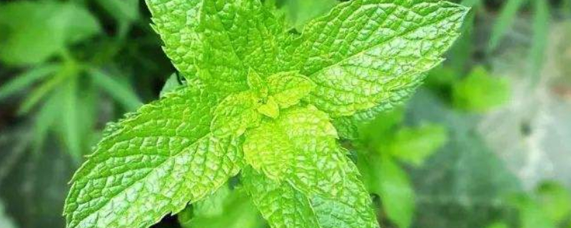 薄荷种子种植方法 薄荷种子种植方法步骤