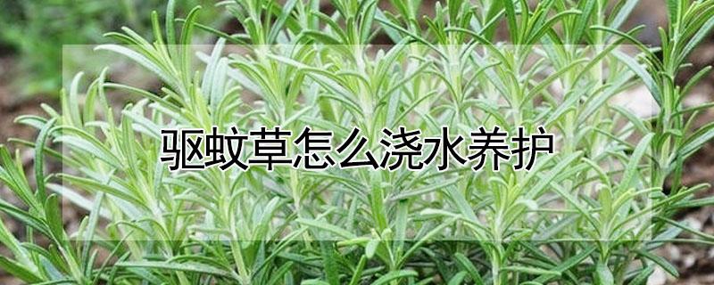 驱蚊草怎么浇水养护（驱蚊草水浇多了怎么办）