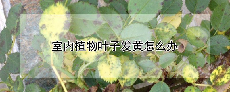 室内植物叶子发黄怎么办（室内花卉的叶子发黄怎么办）