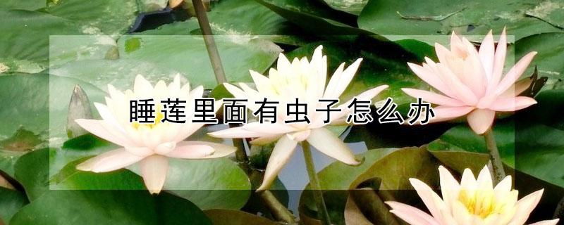 睡莲里面有虫子怎么办 睡莲生了好多虫子