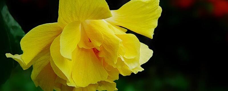 扶桑花怎么上盆 扶桑花移盆后 怎样养护