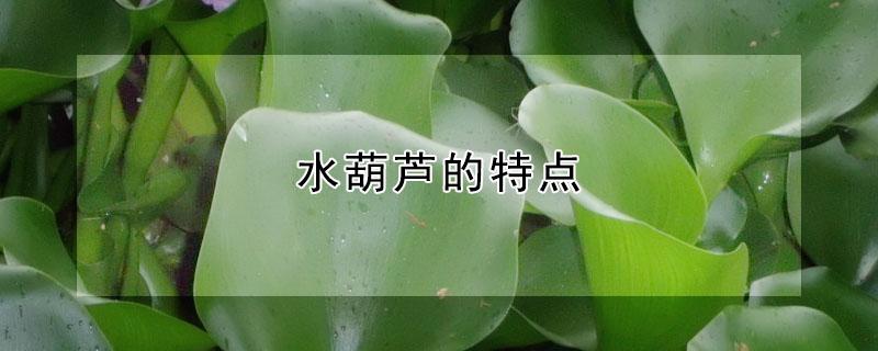 水葫芦的特点（水葫芦的特点和水中分布深度）