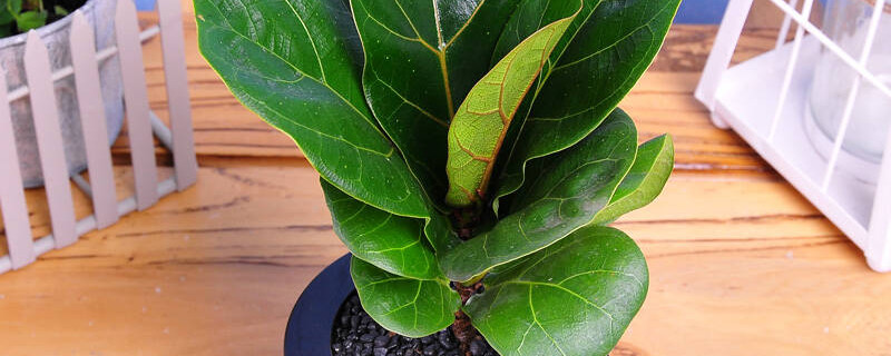 琴叶榕烂叶子怎么办