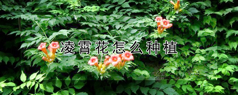 凌霄花怎么种植（凌霄花怎么种植是枝条还是种子）