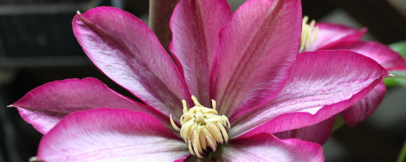 铁线莲的养殖方法（铁线莲的养殖方法几月开花）