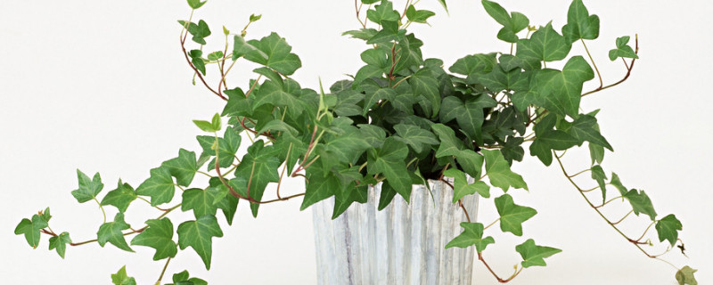 洗米水可以浇植物吗(洗米水可以用来浇花吗)