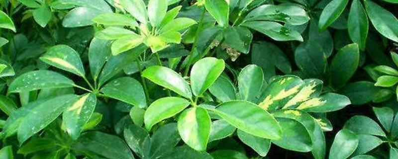 澳洲鸭脚木的养护方法 澳洲鸭脚木