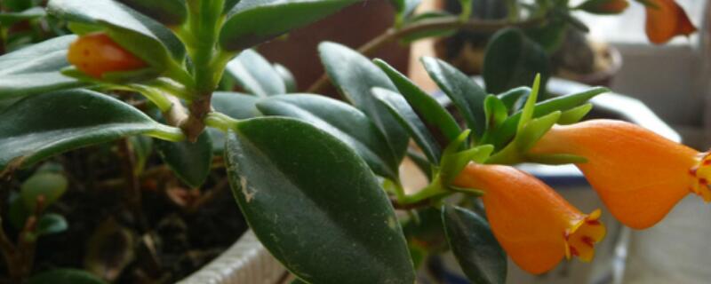 金鱼吊兰黑叶怎么回事(金鱼吊兰黑叶掉叶子是什么原因)