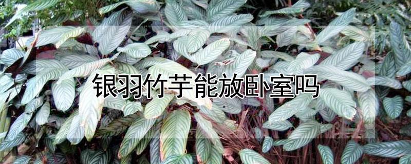 银羽竹芋能放卧室吗（银羽竹芋可以放在卧室吗）