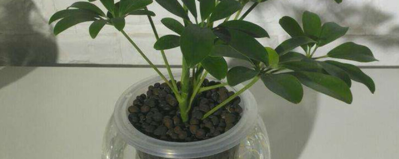 鸭掌木水培繁殖方法（鸭掌木如何繁殖）