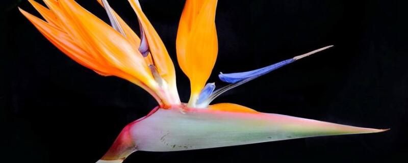 天堂鸟叶根茎下垂变软 天堂鸟叶子茎下垂变软