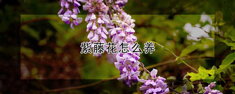 紫藤花怎么养 紫藤花怎么养紫藤花的养殖方法