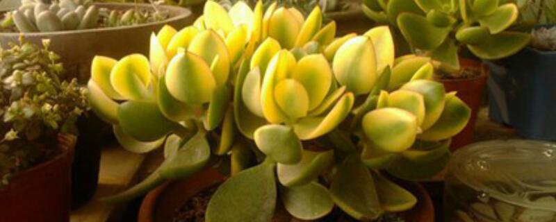 黄金花月怎么修根（黄金花月如何叶插）