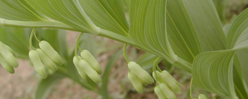 黄精的种植方法 黄精的种植方法及季节